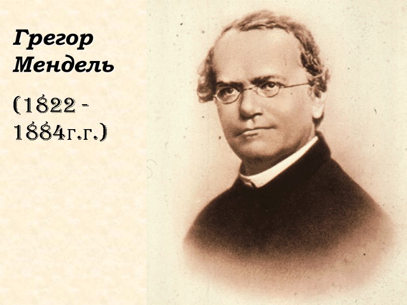 Грегор Мендель (1822 - 1884г.г.)